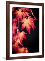 Maple on black-Philippe Sainte-Laudy-Framed Photographic Print