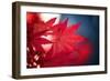 Maple Red-Philippe Sainte-Laudy-Framed Premium Photographic Print