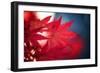 Maple Red-Philippe Sainte-Laudy-Framed Premium Photographic Print