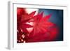 Maple Red-Philippe Sainte-Laudy-Framed Premium Photographic Print