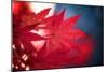 Maple Red-Philippe Sainte-Laudy-Mounted Premium Photographic Print