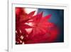 Maple Red-Philippe Sainte-Laudy-Framed Photographic Print