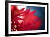 Maple Red-Philippe Sainte-Laudy-Framed Photographic Print