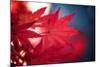 Maple Red-Philippe Sainte-Laudy-Mounted Photographic Print