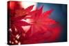 Maple Red-Philippe Sainte-Laudy-Stretched Canvas