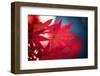 Maple Red-Philippe Sainte-Laudy-Framed Photographic Print