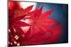 Maple Red-Philippe Sainte-Laudy-Mounted Photographic Print