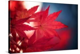 Maple Red-Philippe Sainte-Laudy-Stretched Canvas