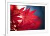 Maple Red-Philippe Sainte-Laudy-Framed Photographic Print