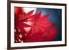 Maple Red-Philippe Sainte-Laudy-Framed Photographic Print