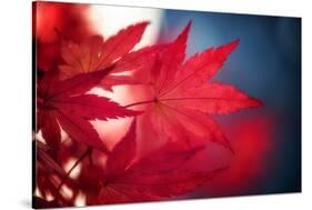 Maple Red-Philippe Sainte-Laudy-Stretched Canvas