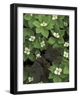 Maple Seedling in Bunchberry, Michigan, USA-Claudia Adams-Framed Photographic Print