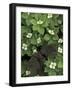 Maple Seedling in Bunchberry, Michigan, USA-Claudia Adams-Framed Photographic Print