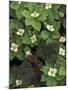 Maple Seedling in Bunchberry, Michigan, USA-Claudia Adams-Mounted Photographic Print