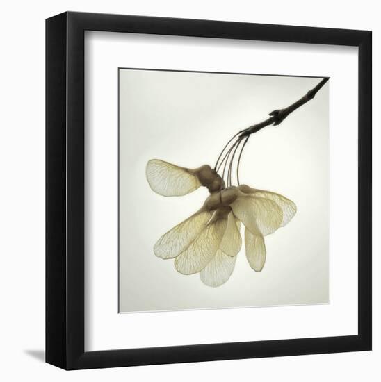 Maple Seedpods-David Lorenz Winston-Framed Art Print