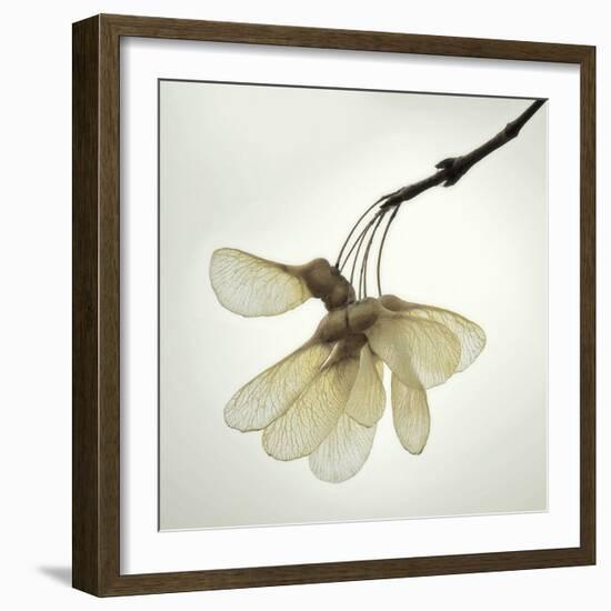 Maple Seedpods-David Lorenz Winston-Framed Art Print