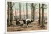 Maple Sugar Camp, Vermont-null-Mounted Premium Giclee Print