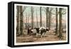 Maple Sugar Camp, Vermont-null-Framed Stretched Canvas