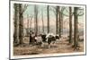 Maple Sugar Camp, Vermont-null-Mounted Art Print