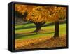 Maple Tree and Fall Foliage, Rock Creek Regional Park, Rockville, Maryland, USA-Corey Hilz-Framed Stretched Canvas