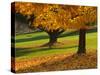 Maple Tree and Fall Foliage, Rock Creek Regional Park, Rockville, Maryland, USA-Corey Hilz-Stretched Canvas