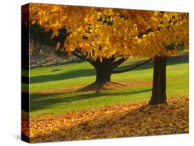 Maple Tree and Fall Foliage, Rock Creek Regional Park, Rockville, Maryland, USA-Corey Hilz-Stretched Canvas