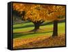 Maple Tree and Fall Foliage, Rock Creek Regional Park, Rockville, Maryland, USA-Corey Hilz-Framed Stretched Canvas