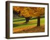 Maple Tree and Fall Foliage, Rock Creek Regional Park, Rockville, Maryland, USA-Corey Hilz-Framed Photographic Print