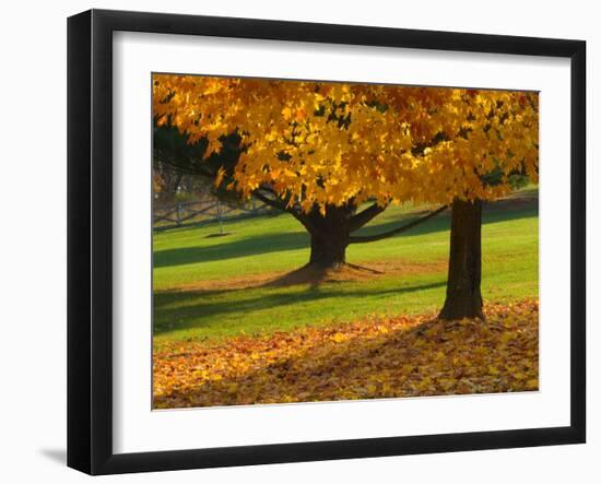 Maple Tree and Fall Foliage, Rock Creek Regional Park, Rockville, Maryland, USA-Corey Hilz-Framed Photographic Print