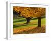 Maple Tree and Fall Foliage, Rock Creek Regional Park, Rockville, Maryland, USA-Corey Hilz-Framed Photographic Print