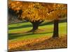 Maple Tree and Fall Foliage, Rock Creek Regional Park, Rockville, Maryland, USA-Corey Hilz-Mounted Photographic Print
