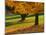Maple Tree and Fall Foliage, Rock Creek Regional Park, Rockville, Maryland, USA-Corey Hilz-Mounted Photographic Print