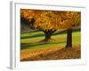 Maple Tree and Fall Foliage, Rock Creek Regional Park, Rockville, Maryland, USA-Corey Hilz-Framed Photographic Print