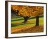 Maple Tree and Fall Foliage, Rock Creek Regional Park, Rockville, Maryland, USA-Corey Hilz-Framed Photographic Print