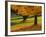 Maple Tree and Fall Foliage, Rock Creek Regional Park, Rockville, Maryland, USA-Corey Hilz-Framed Photographic Print