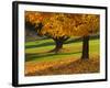 Maple Tree and Fall Foliage, Rock Creek Regional Park, Rockville, Maryland, USA-Corey Hilz-Framed Photographic Print