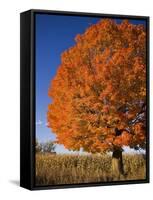 Maple Tree Beside Cornfield-Jim Craigmyle-Framed Stretched Canvas