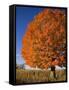Maple Tree Beside Cornfield-Jim Craigmyle-Framed Stretched Canvas