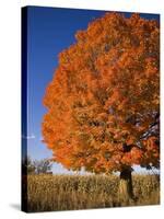 Maple Tree Beside Cornfield-Jim Craigmyle-Stretched Canvas