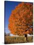Maple Tree Beside Cornfield-Jim Craigmyle-Stretched Canvas