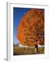 Maple Tree Beside Cornfield-Jim Craigmyle-Framed Photographic Print