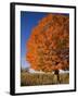 Maple Tree Beside Cornfield-Jim Craigmyle-Framed Photographic Print