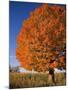 Maple Tree Beside Cornfield-Jim Craigmyle-Mounted Photographic Print