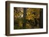 Maple tree branches with leaves in the sun's light-Paivi Vikstrom-Framed Photographic Print