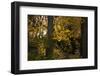 Maple tree branches with leaves in the sun's light-Paivi Vikstrom-Framed Photographic Print