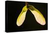 Maple Tree Seeds Backlit-Richard T. Nowitz-Stretched Canvas