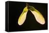 Maple Tree Seeds Backlit-Richard T. Nowitz-Framed Stretched Canvas