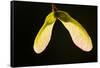 Maple Tree Seeds Backlit-Richard T. Nowitz-Framed Stretched Canvas