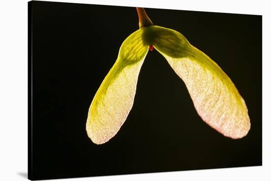 Maple Tree Seeds Backlit-Richard T. Nowitz-Stretched Canvas