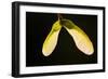 Maple Tree Seeds Backlit-Richard T. Nowitz-Framed Photographic Print